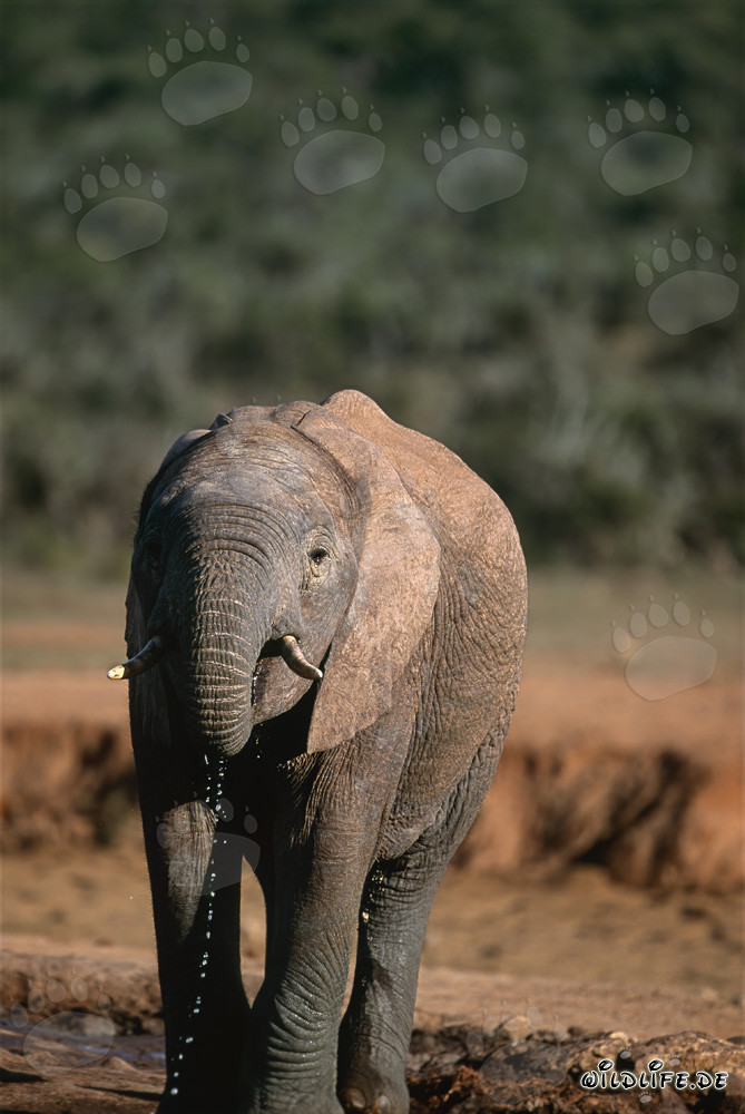 Elefante africano majestuoso bebiendo en el Parque Nacional de Elefantes de Addo, Sudáfrica