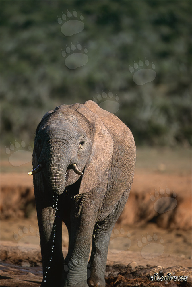 Maestoso elefante africano che beve nel Parco Nazionale degli Elefanti di Addo, Sudafrica