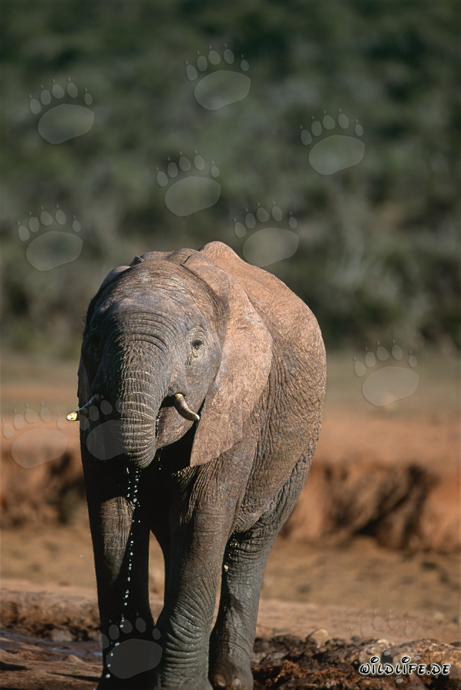 Éléphant africain majestueux buvant dans le parc national des éléphants d'Addo, Afrique du Sud