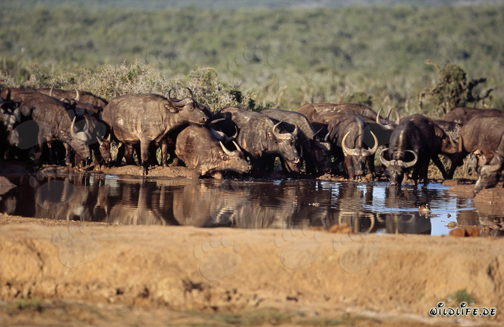 Bufali della savana che bevono presso un pozzo d'acqua