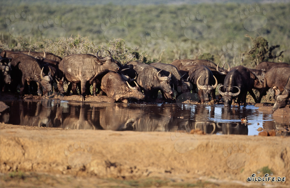Buffles de savane buvant à un point d'eau