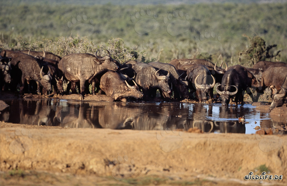 Cape Buffaloes Drinking at Watering Hole