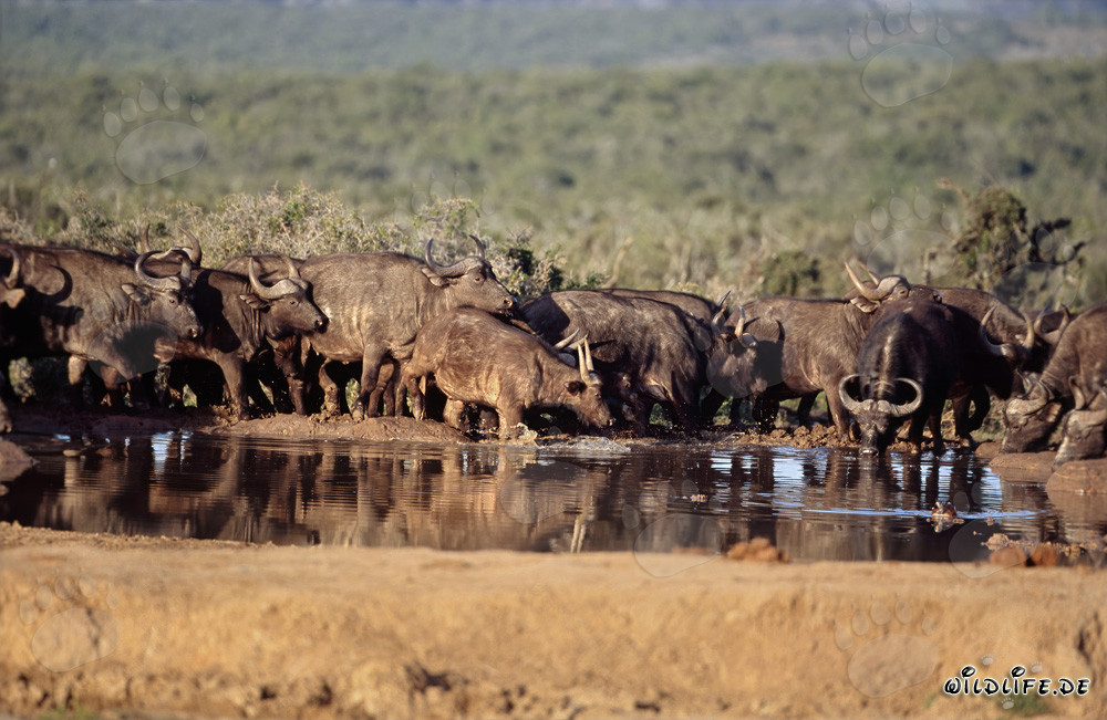 Bubali assetati nella savana del Sudafrica