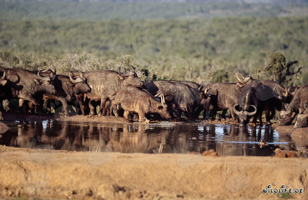 Búfalos africanos sedientos en la sabana de Sudáfrica