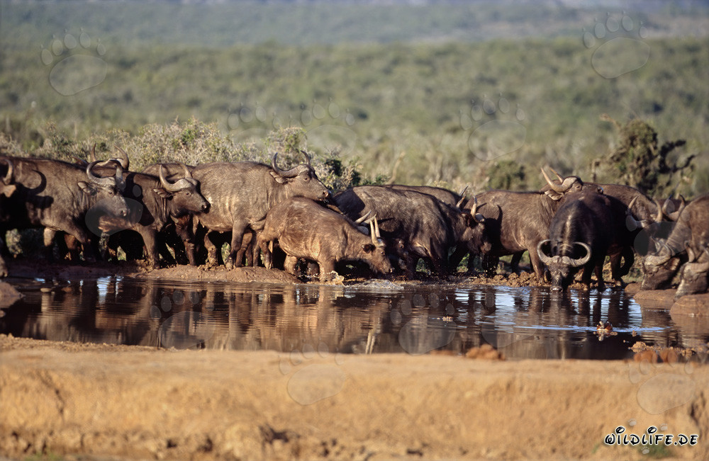 Buffles africains assoiffés dans la savane sud-africaine