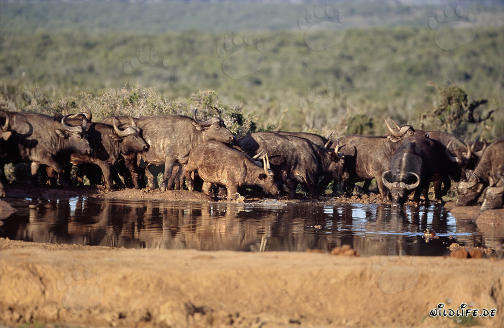 Thirsty Buffalo in the South African Savannah