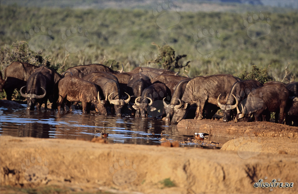 Búfalos africanos sedientos en un punto de agua vital
