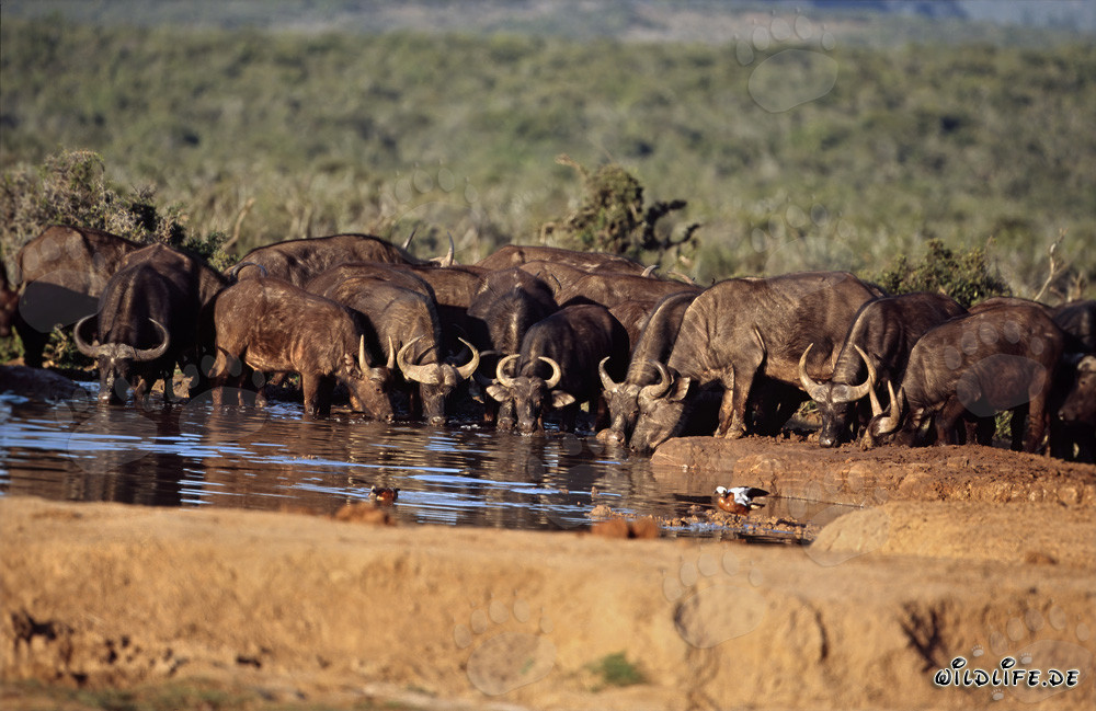 Buffles d'Afrique assoiffés à un point d'eau vital