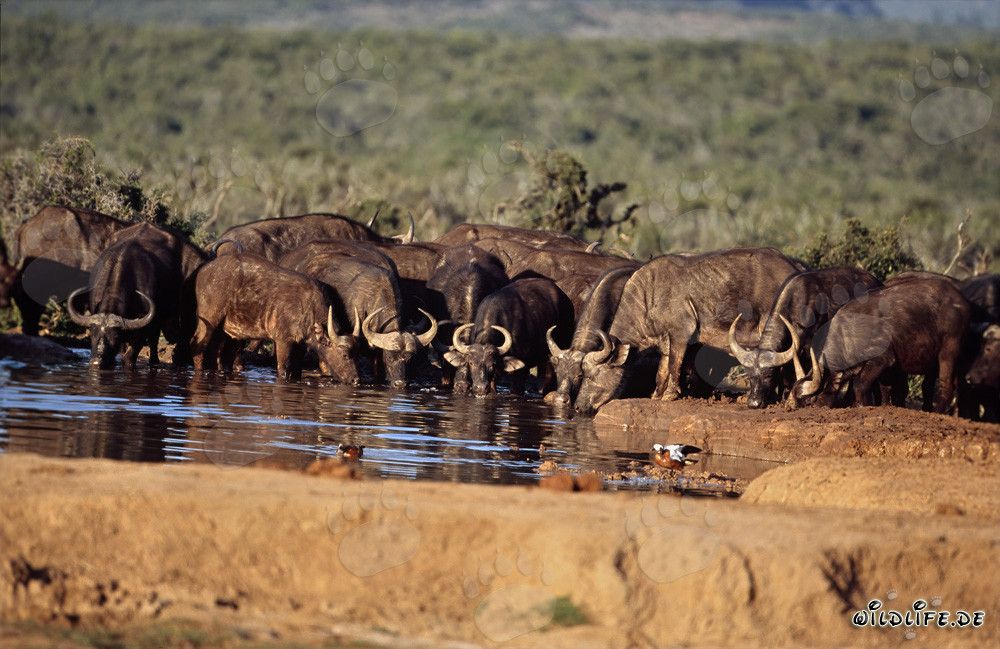 Thirsty Cape Buffalo at a vital waterhole