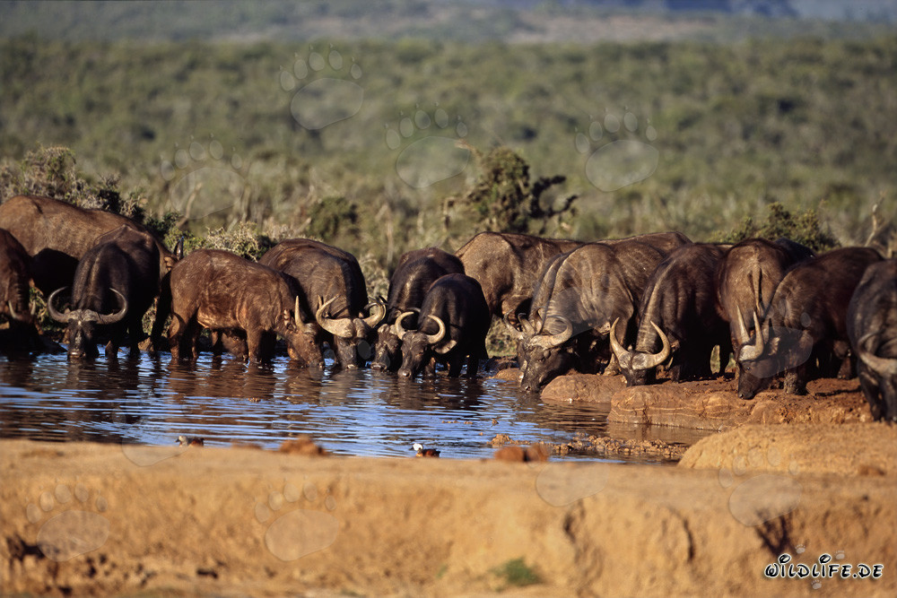 Buffalo Herd at a Waterhole