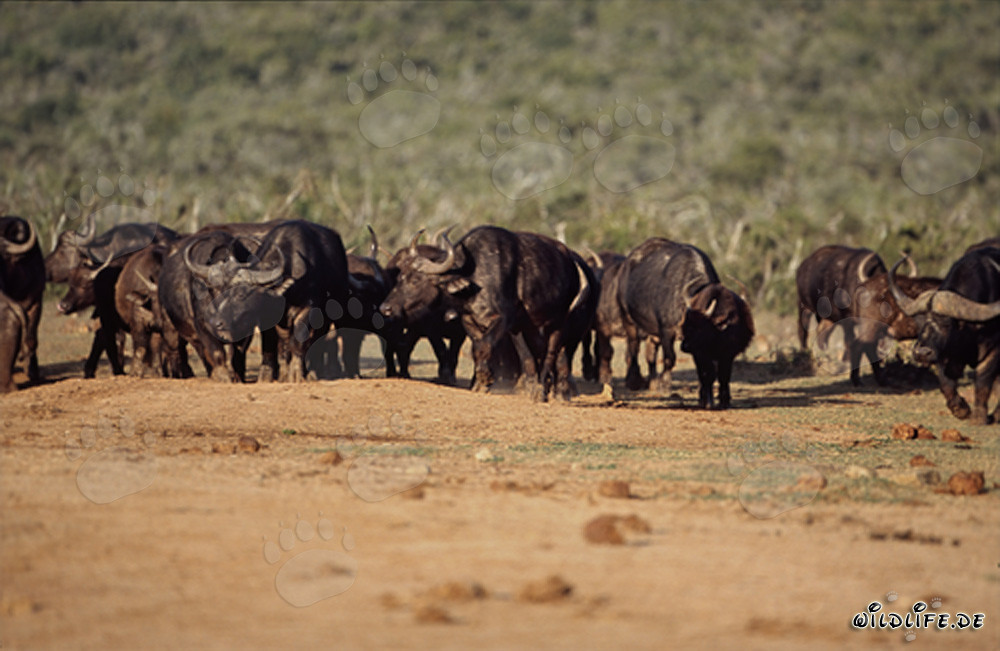 Buffles du Cap en route vers le point d'eau