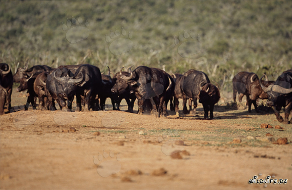 Cape buffalo on the way to the water hole