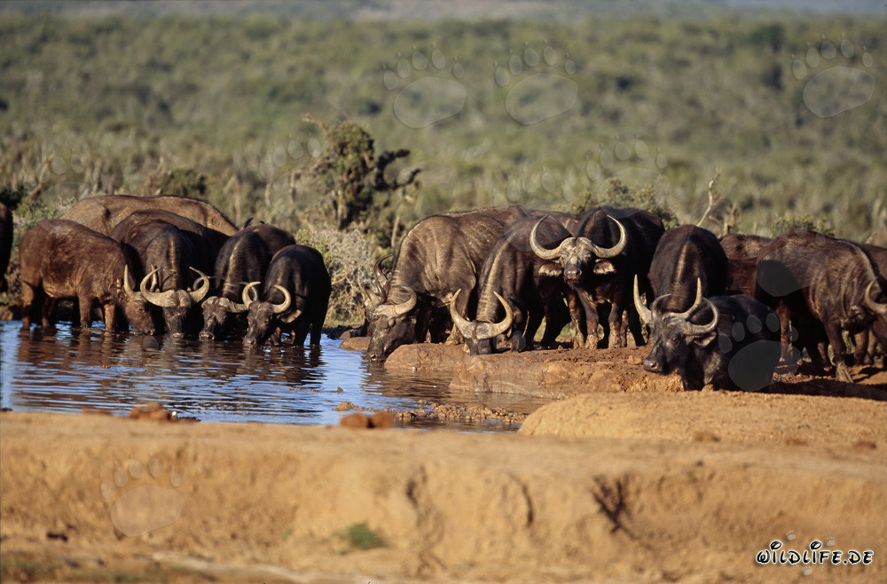Búfalos de África llegan al abrevadero