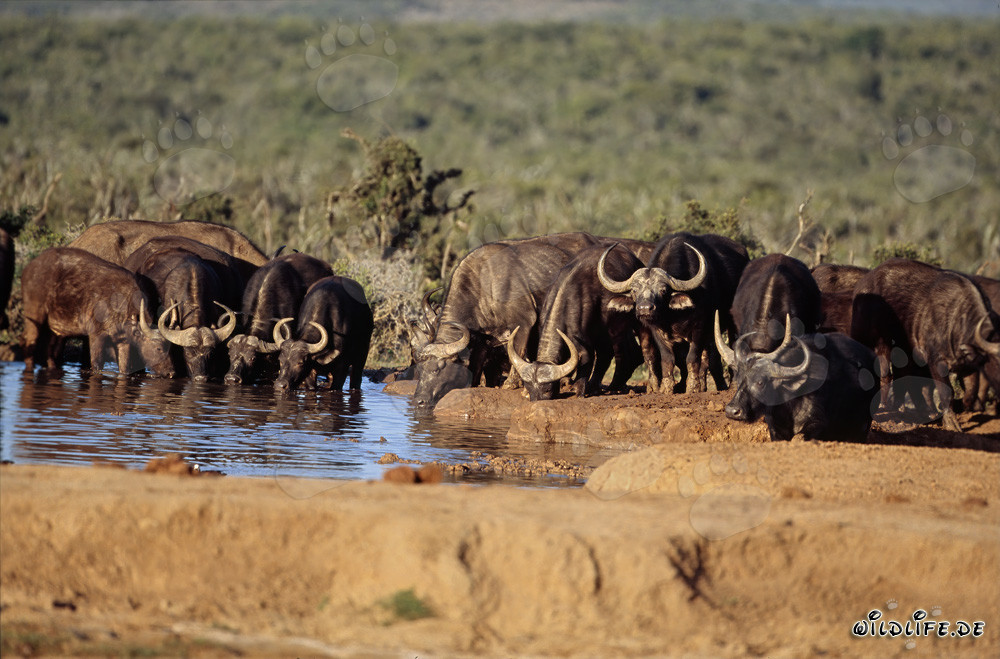 Buffles d'Afrique atteignent le point d'eau