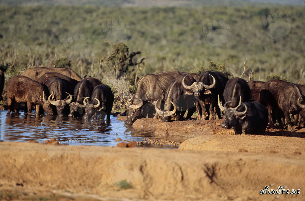 Cape Buffalo reached the waterhole