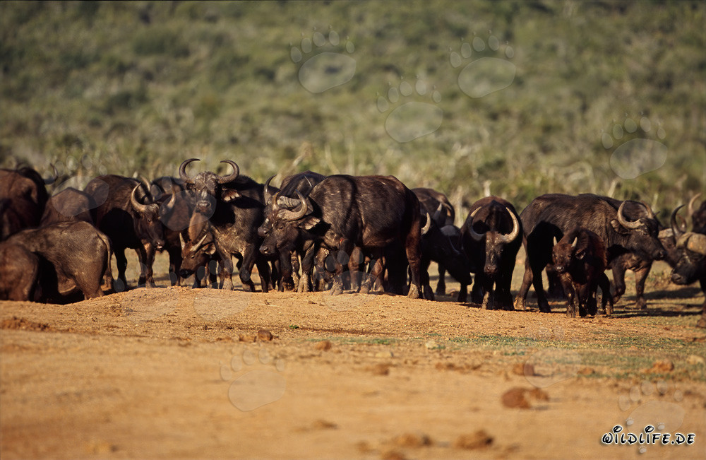 Impresionante búfalo del Cabo en el abrevadero del Parque Nacional de Elefantes de Addo