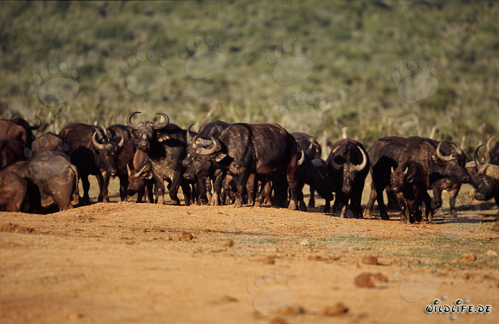 Buffle du Cap imposant au point d'eau dans le parc national des éléphants d'Addo