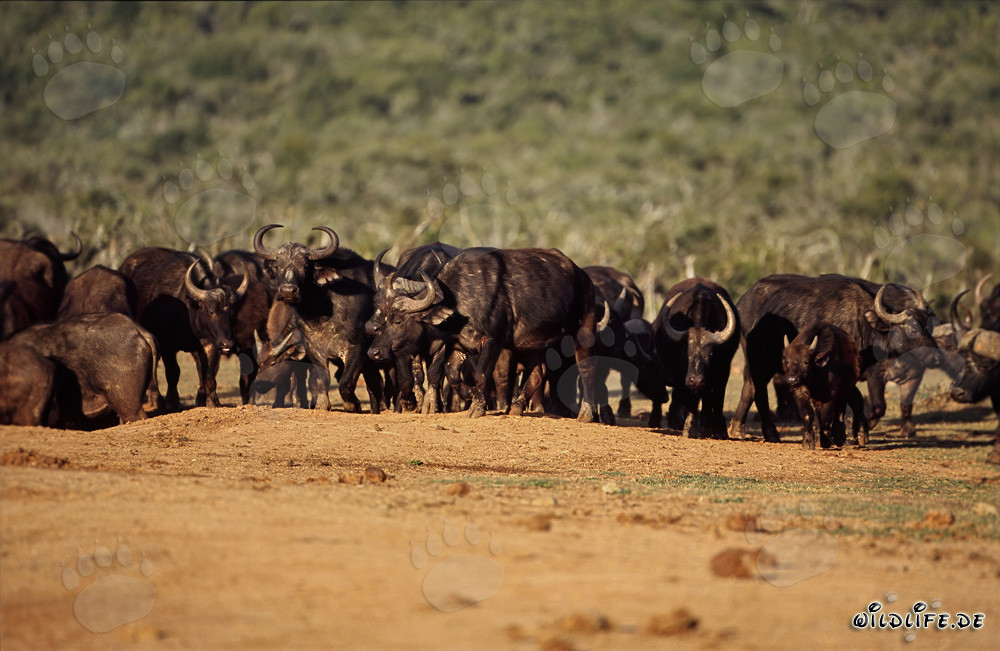 Impressive Cape Buffalo at the waterhole in Addo Elephant National Park