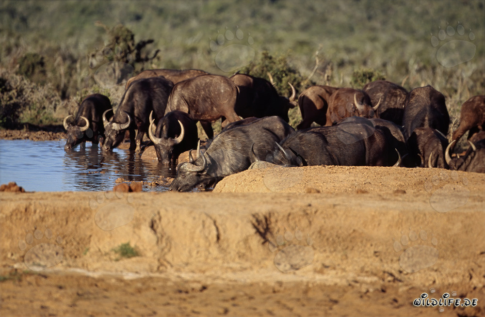 Bufali del Capo che bevono nel Parco Nazionale degli Elefanti di Addo, Sudafrica