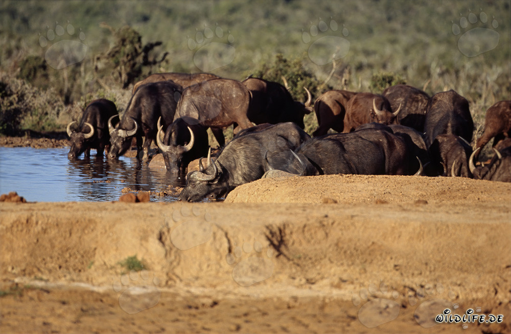 Búfalos del Cabo bebiendo en el Parque Nacional de Elefantes de Addo, Sudáfrica