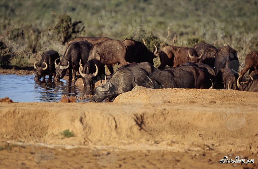 Buffle du Cap en train de boire dans le parc national des éléphants d'Addo, Afrique du Sud