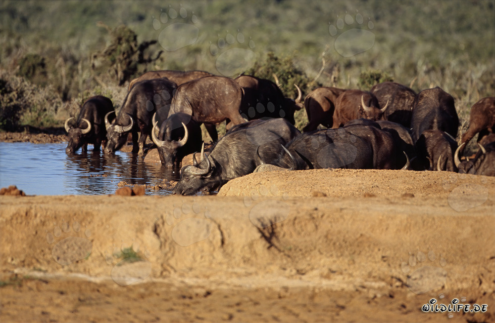 Cape Buffaloes Drinking in Addo Elephant National Park, South Africa