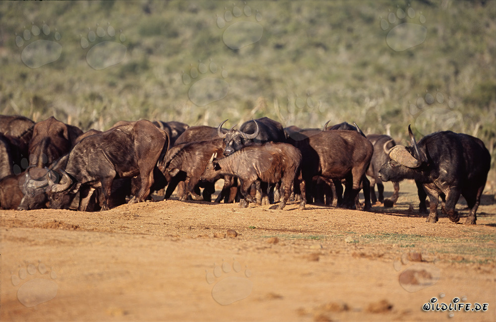 Buffalo del Cabo apiñándose en el abrevadero