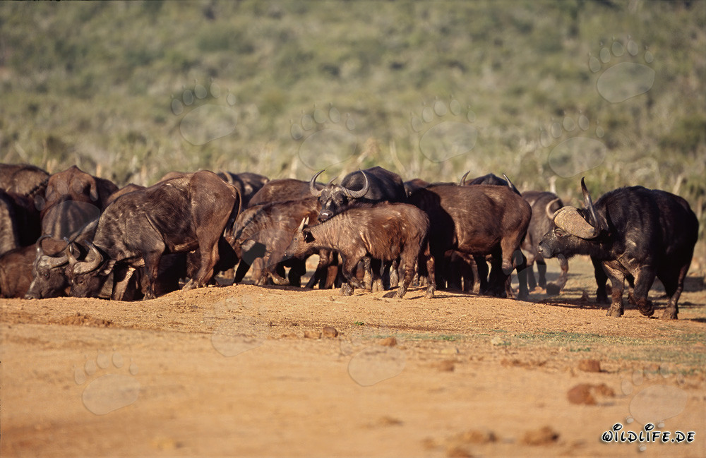Buffles du Cap se pressant à l'abreuvoir