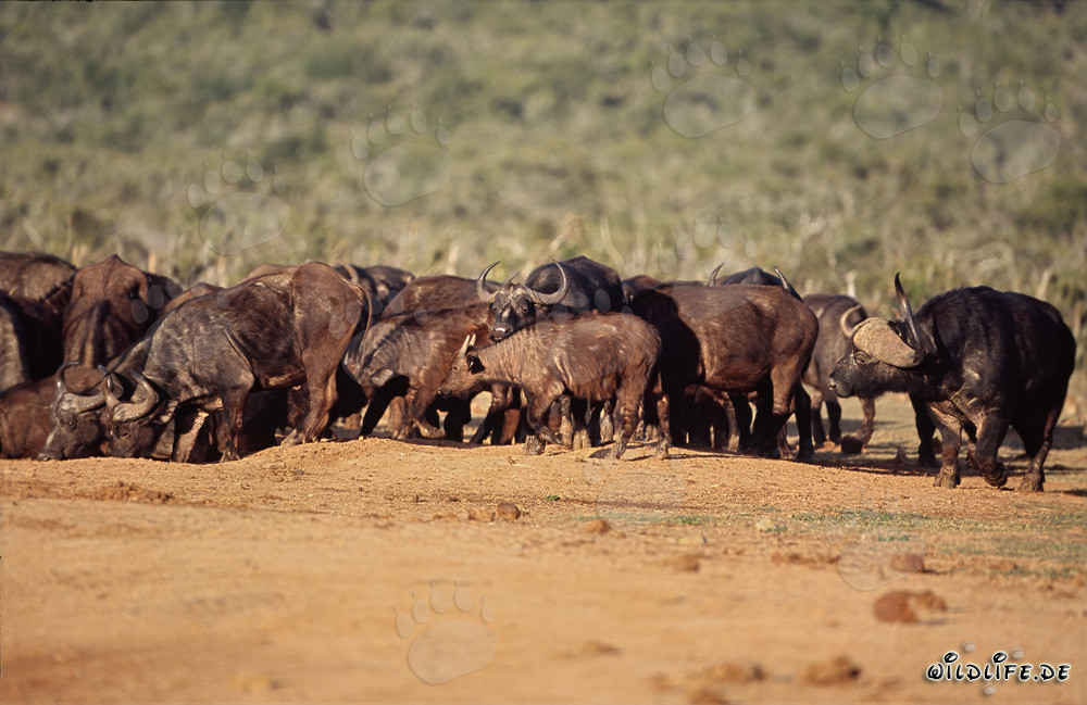 Cape Buffalo crowd at the waterhole