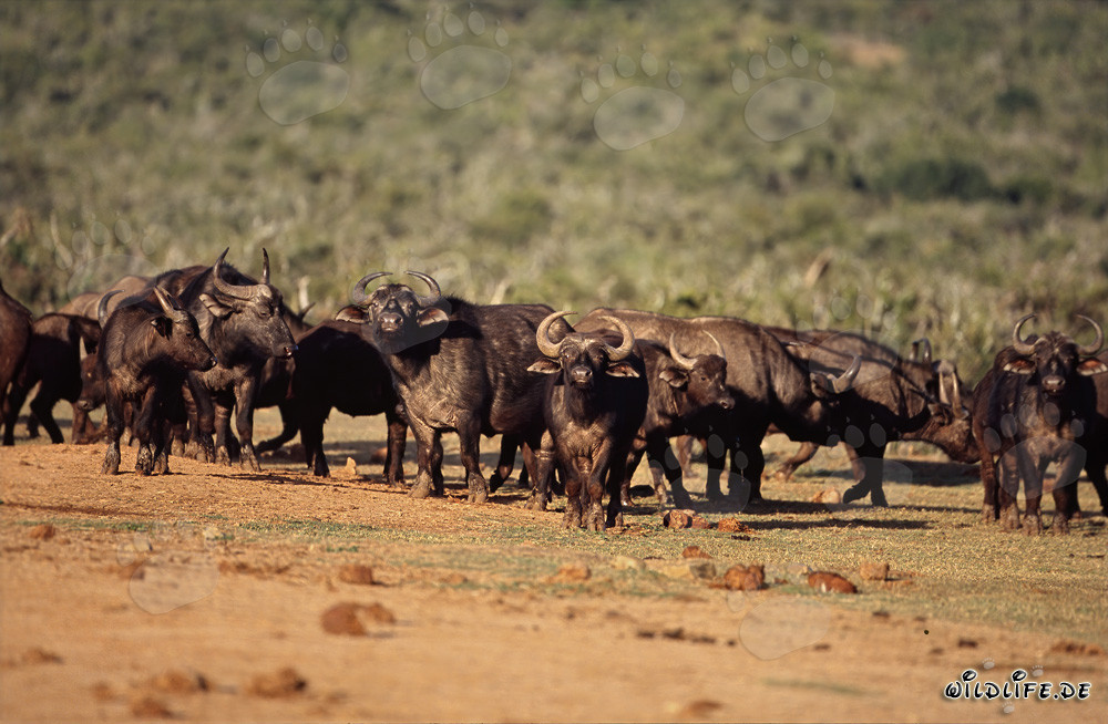 Observer les buffles du Cap au point d'eau dans la savane