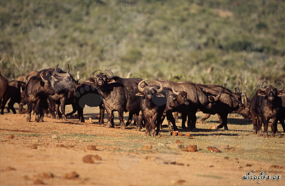 Observing Cape Buffalo at the Waterhole in the Savannah