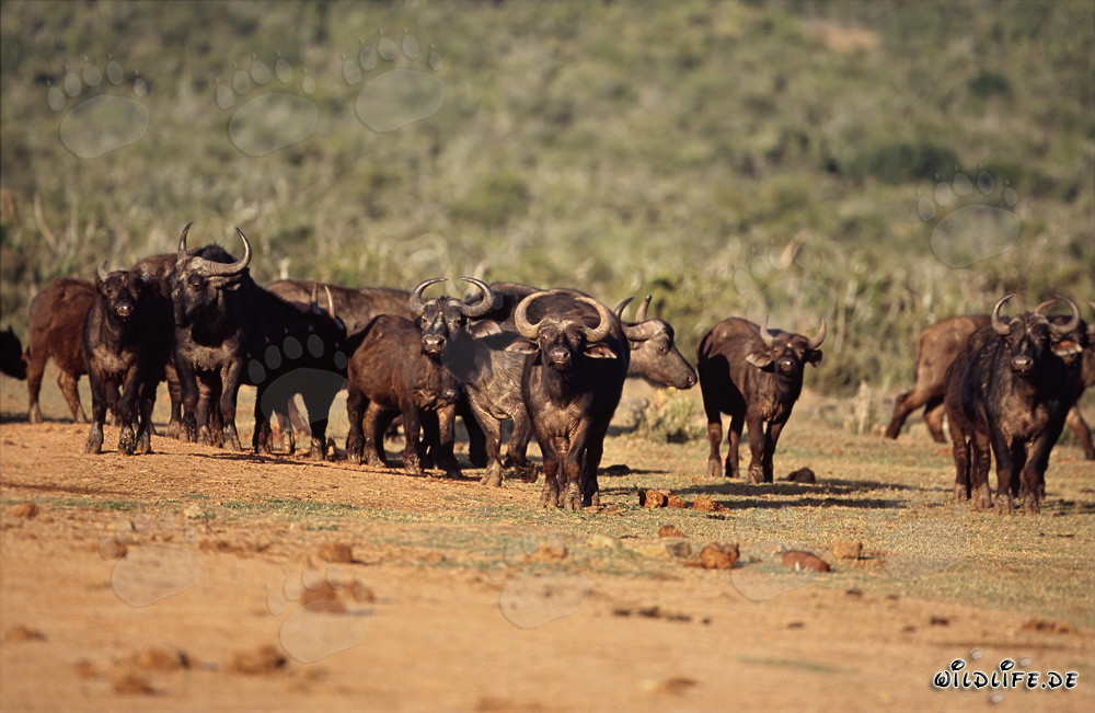 Búfalos de El Cabo: Majestuosos animales de la naturaleza africana