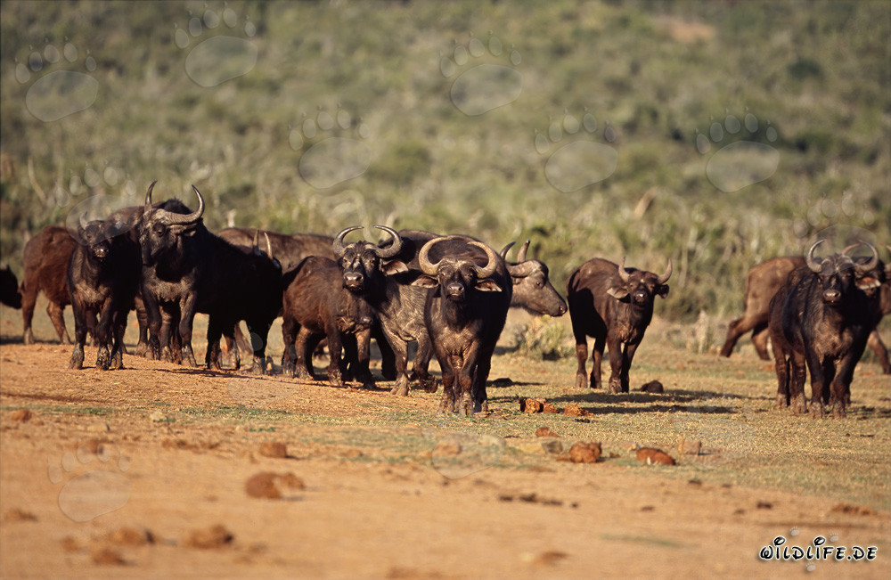 Bufali del Capo: Maestosi animali della natura africana