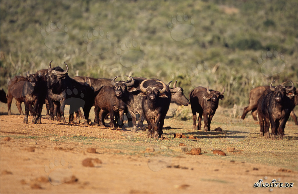 Buffle d'Afrique : majestueux animaux de la savane africaine