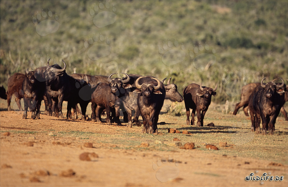 Cape Buffalo: Majestic Creatures of the African Wilderness