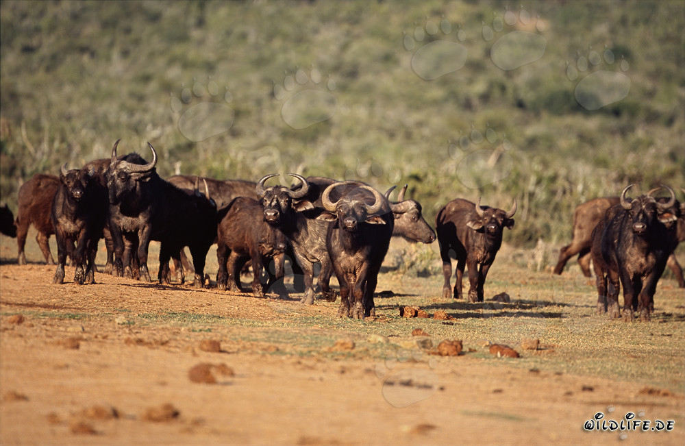 Kaffernbüffel: Majestätische Tiere der afrikanischen Wildnis