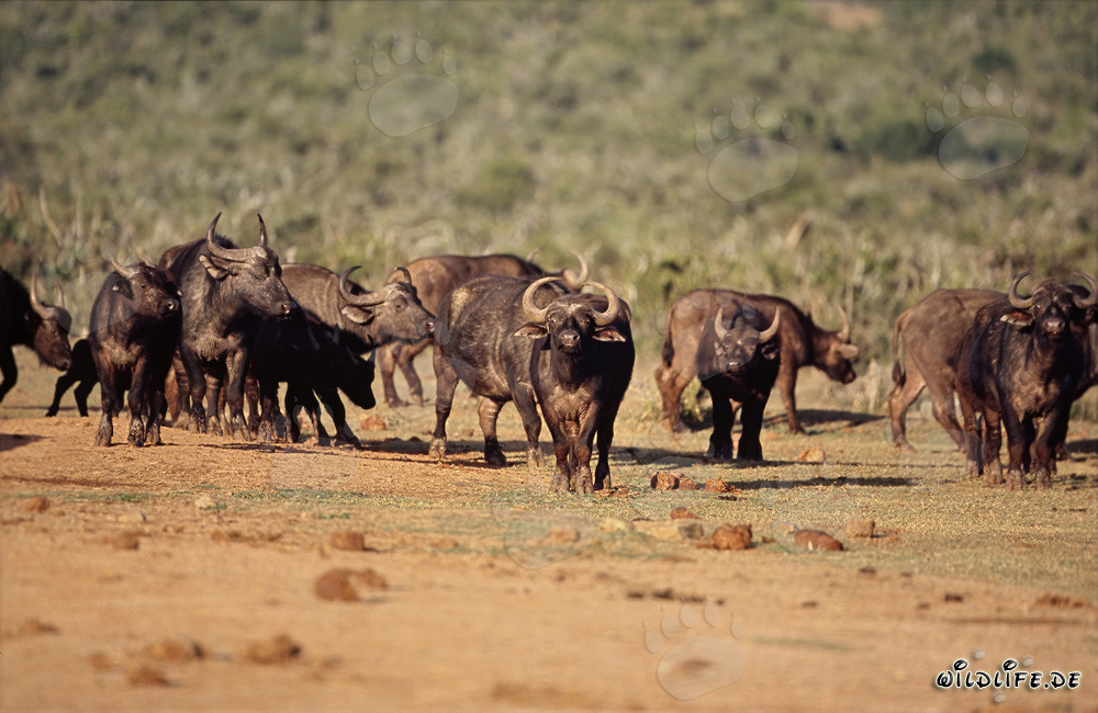 Maestosi bufali di Kaffern nella savana arida