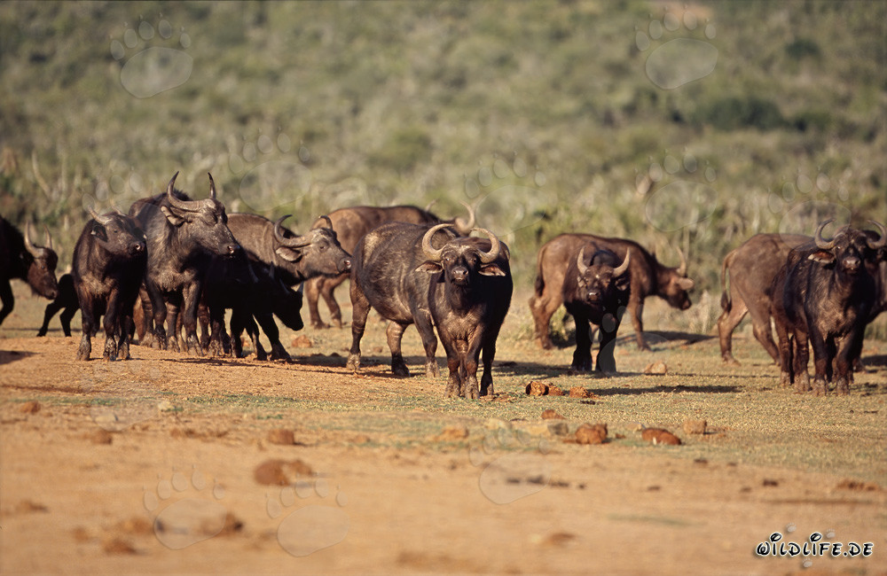 Majestic Buffalo in the Dry Savanna