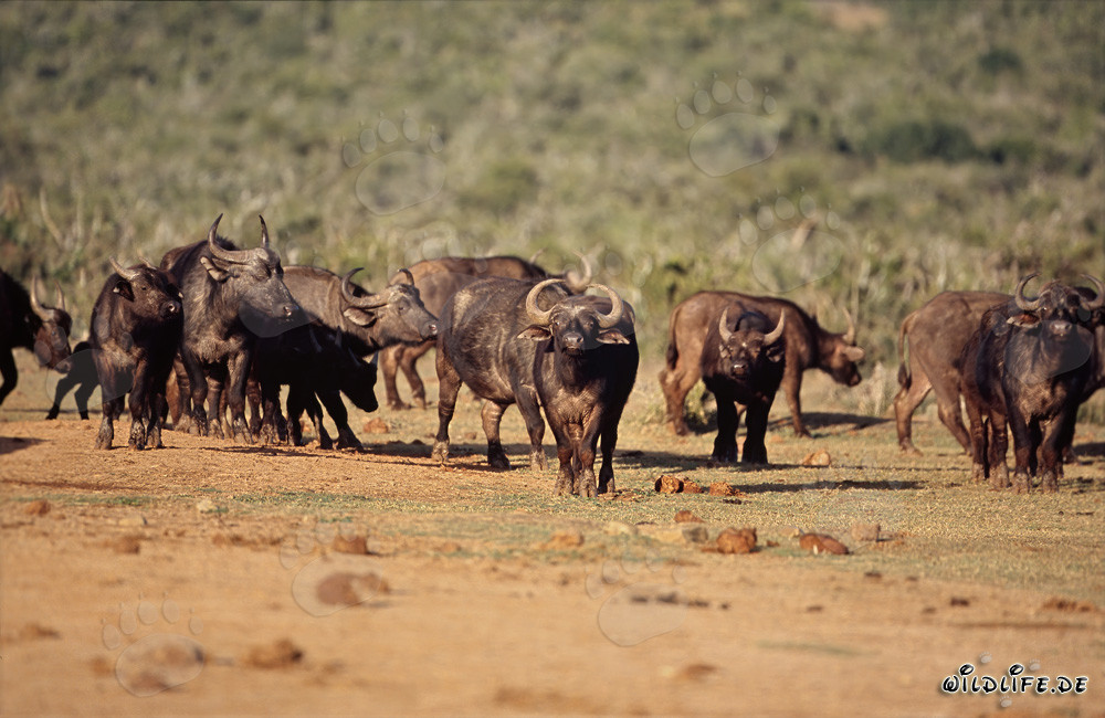 Buffle d'Afrique majestueux dans la savane sèche