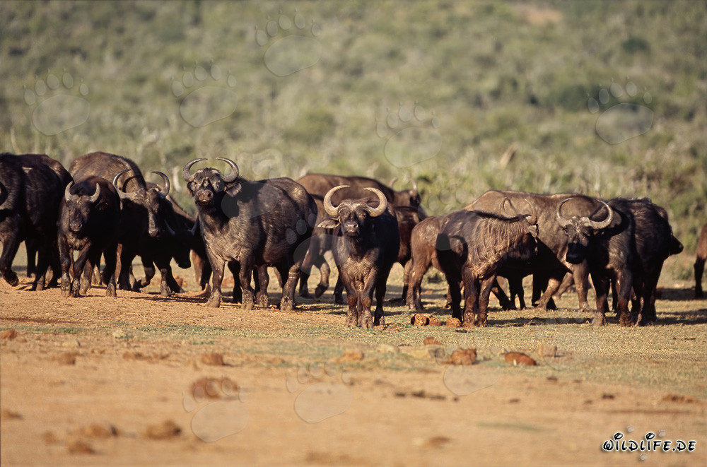Bufalo africano davanti al pozzo d'acqua