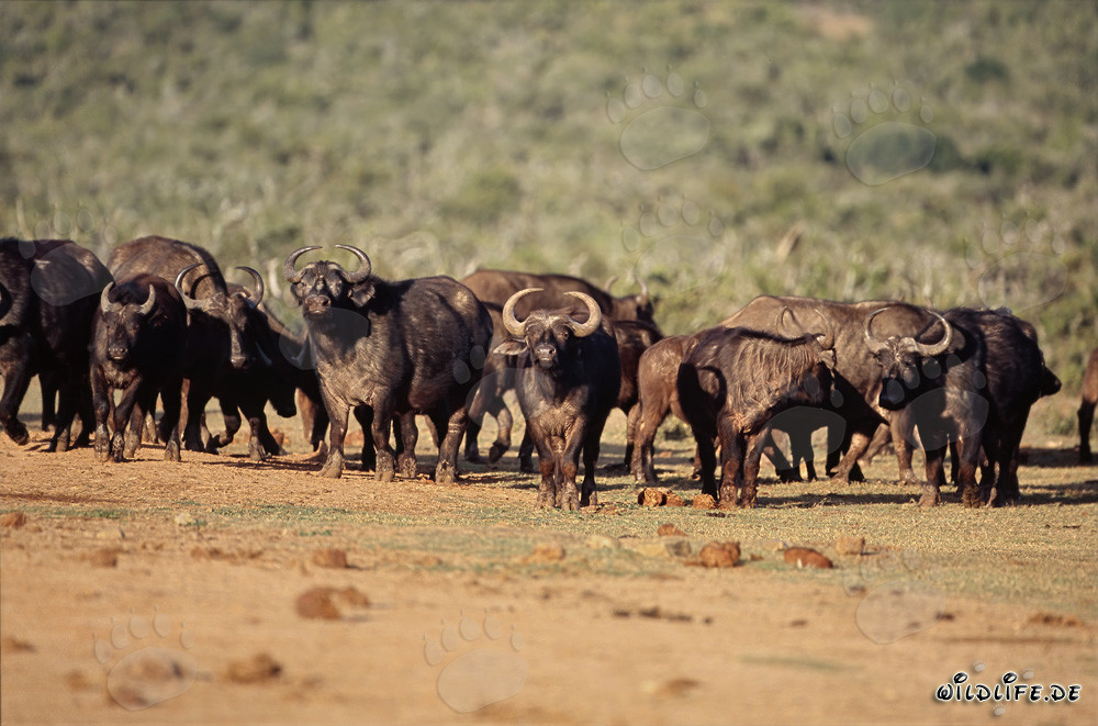 Búfalo africano frente al abrevadero