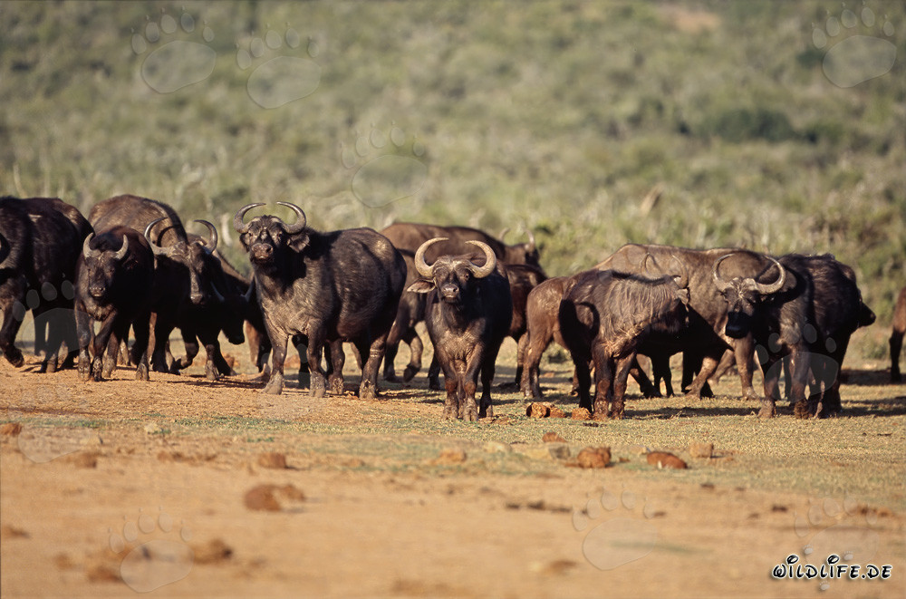 Buffle d'Afrique devant la mare