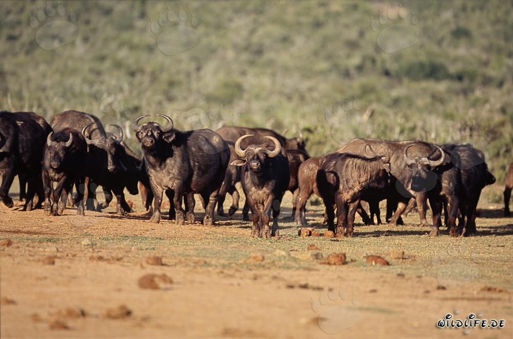 Cape Buffalo in front of the waterhole