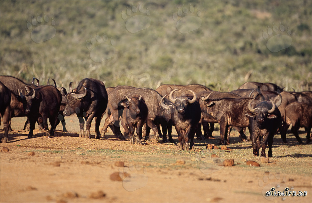 Maestoso bufalo del Capo nella savana