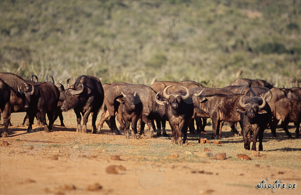 Majestic Buffalo in the Savanna