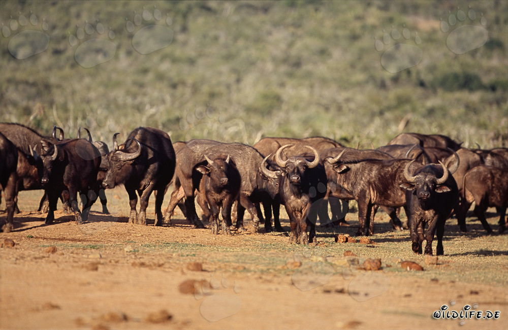 Buffle du Cap majestueux dans la savane