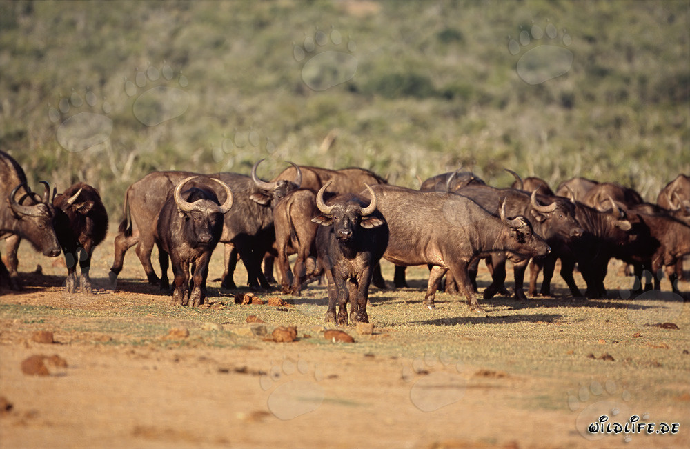 Majestic Cape Buffalo observing the waterhole