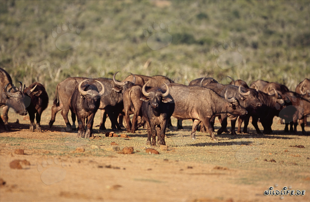 Observer des buffles du Cap majestueux au point d'eau