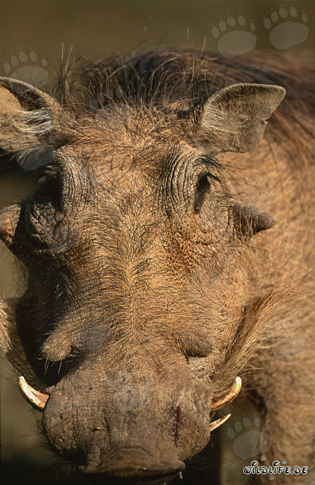 Warzenschwein