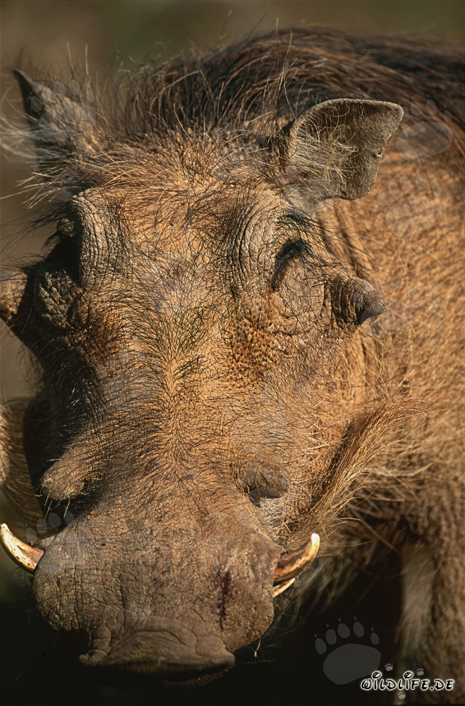 Impressive Warthog Portrait